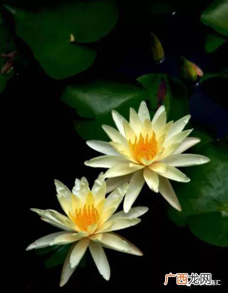 荷花与莲花的区别百科,菏花和莲花有什么区别？