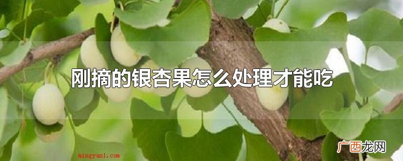 银杏果泡在水中大概一个星期的时间 刚摘的银杏果怎么处理才能吃