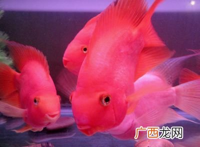 迷你鹦鹉鱼怎么养,白金迷你鹦鹉鱼怎么养？