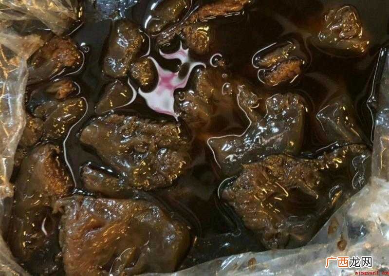 海蛰形态特征有哪些