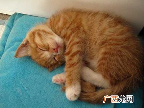 小猫咪拉稀怎么办,小猫大便有点稀挂屁股，刚养的小猫大便有点稀，该怎么办？