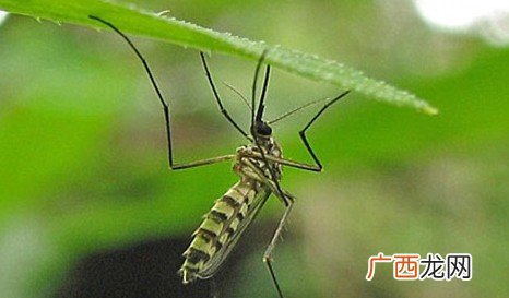 蚊子嗡嗡叫是什么原因,为什么蚊子会嗡嗡叫呢？