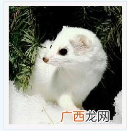 鼬是什么动物,鼬科猫科有什么不同？