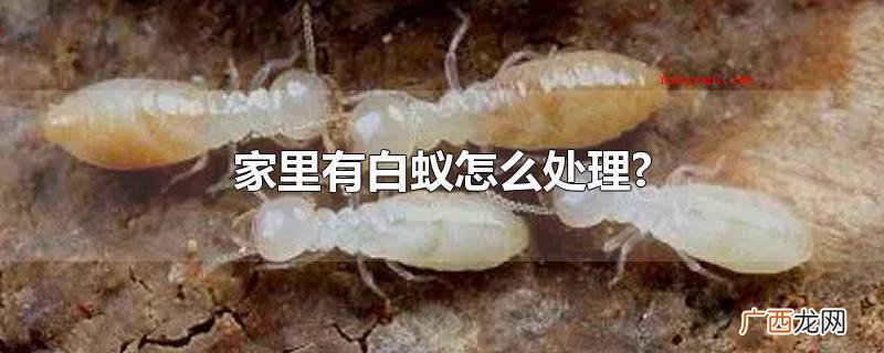 煮一壶沸水,待水沸腾后往白蚁巢穴处灌溉,可以烫杀白蚁 家里有白蚁怎么处理?