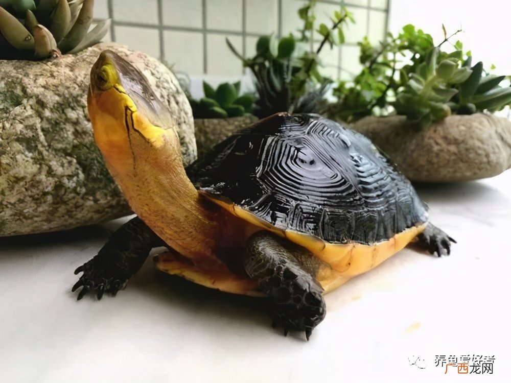 哪种乌龟最好养最有灵性活泼 哪种乌龟最好养不生病