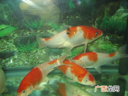 市场上的锦鲤有没有全身红色的,红白身体的大鱼是什么鱼？