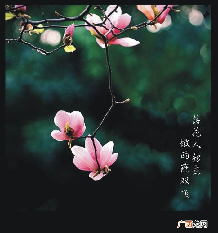 落花人独立是什么意思,落花伊人,是什么意思?