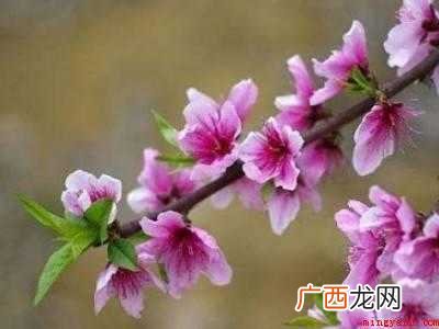 鲜桃花怎样做成干桃花