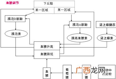 什么是反馈调节反馈调节的意义,自我调节能力越强,负反馈调节越强?反馈调节呢？