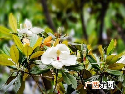 荷花玉兰是什么植物,广玉兰是不是薜荔？
