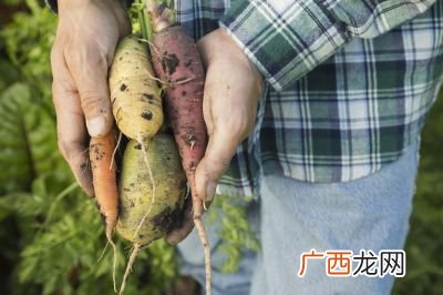 深水藕种植技术,莲藕种植介绍之浅水藕和深水藕的区别？