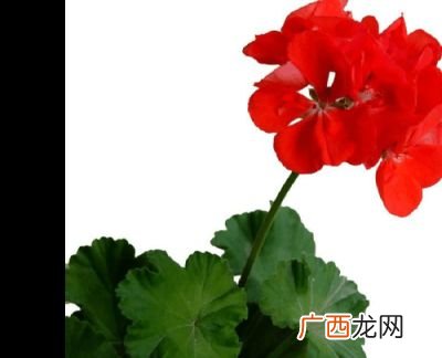 各种花的花语大全,什么花的花语是温柔阳光开朗?