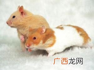怎么判断仓鼠怀孕,怎么看出仓鼠是否怀孕？