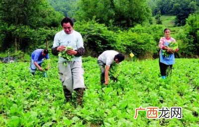 择菜和摘菜有什么区别,番薯苗怎么择菜