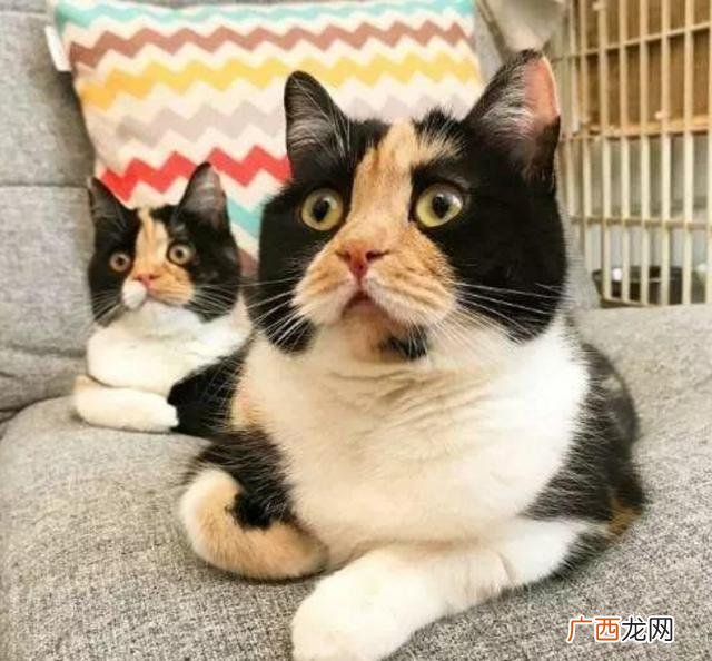 猫咪第一胎一般生几只,猫咪第一胎一般生几只?