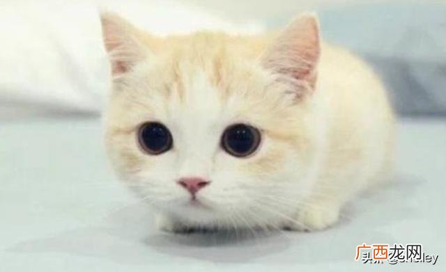 猫咪第一胎一般生几只,猫咪第一胎一般生几只?