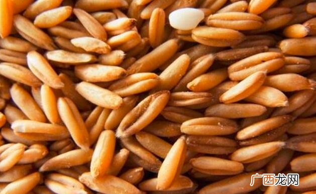 莜麦和燕麦的营养价值区别 莜麦和燕麦的区别