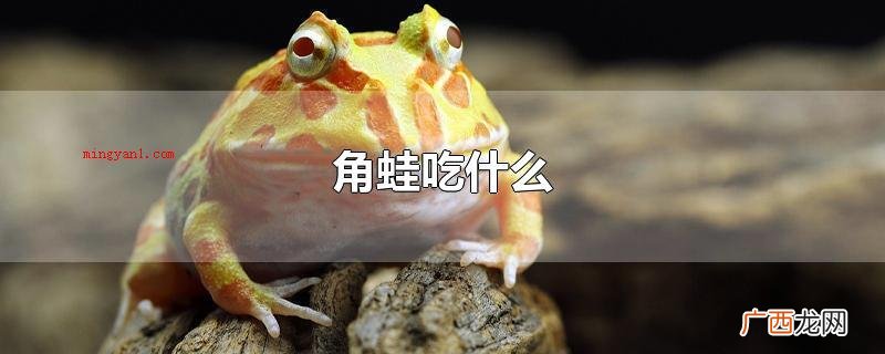 角蛙是最广泛的宠物蛙,角蛙的亚种最少有六种之多 角蛙吃什么