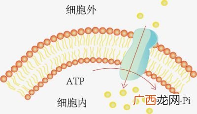主动运输的特点,细胞膜的物质转运功能中：“主动转运”的方向、对象、能耗和特点分别是什么？