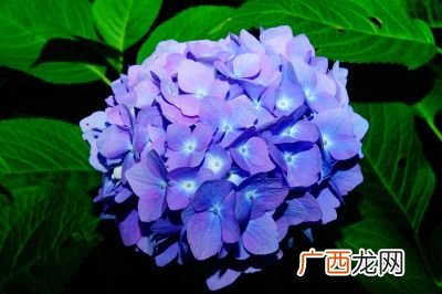 绣球花期有多长时间,绣球花生长周期？