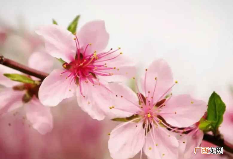 桃花常见种类及养护技巧 桃花有几个花瓣