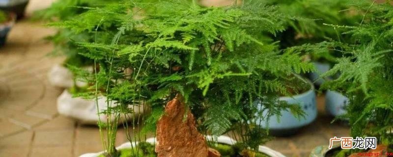 百合科天门冬属绿色植物文竹,叶片柔和,长期翠绿色,枝条有节似 云竹的寓意是什么