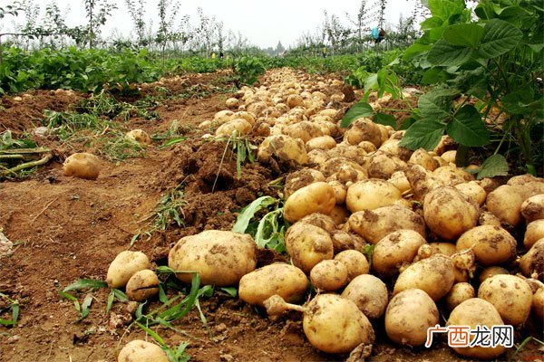 土豆种植技术是什么,土豆种植时间和方法？