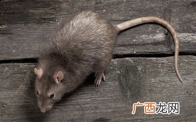 老鼠对人类的危害,老鼠危害？