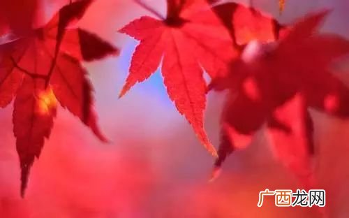 枫叶像什么有关枫叶的比喻句,一年级语文火红的枫叶像什么？