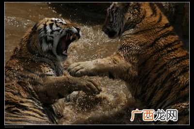 坐山观虎斗是什么意思,坐山观虎斗打一个数字是什么？