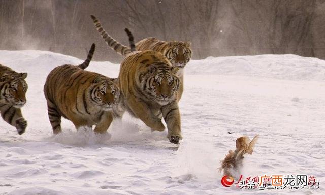 坐山观虎斗是什么意思,坐山观虎斗打一个数字是什么？