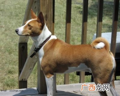 什么狗不会叫,什么狗不叫也不咬人？
