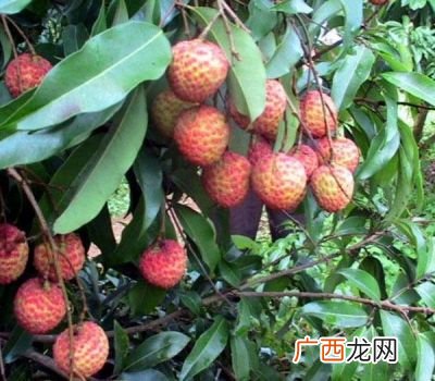 杨贵妃荔枝叫什么,杨贵妃是怎么知道荔枝的？