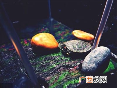 草龟龟缸如何布置,30厘米的草龟缸要怎么布置？