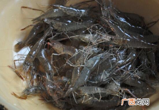 河虾和白虾的营养价值区别 河虾和白虾的区别