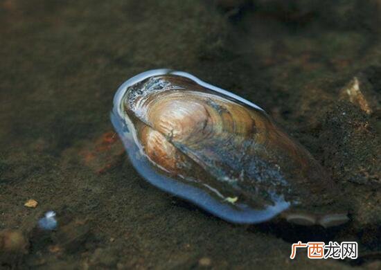 河蚌怎么洗,河蚌的清洗还是比较简单