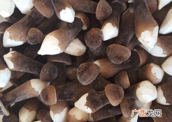 黑鸡枞菇的营养价值 黑鸡枞菇怎么做好吃