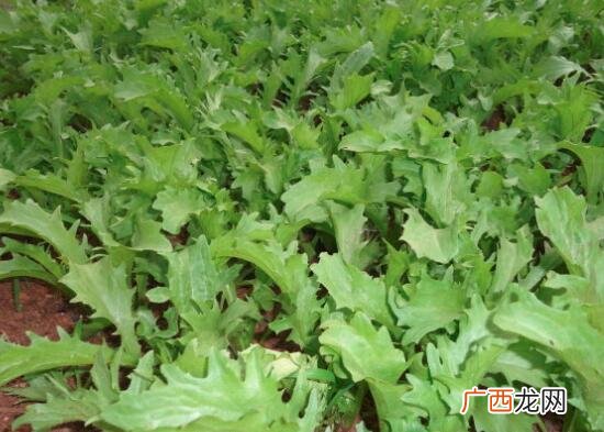苦菊和苦苣的营养价值区别 苦菊和苦苣的区别