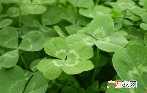 三叶草有什么寓意吗,三片叶子的手链的寓意？