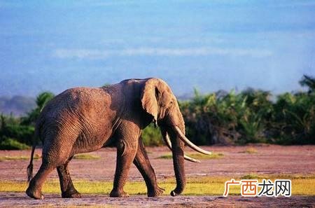 平均一头大象重多少吨,一只大象有多重?