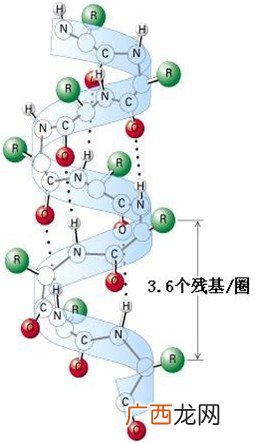 蛋白质的结构特点,蛋白质由碳氢氧三种元素组成的吗？如果是为什么它不是黑色的呀？