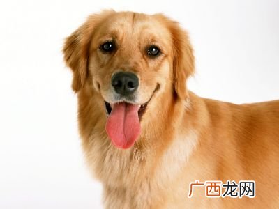 猫和狗能交配吗,猫和狗交配会怎样？