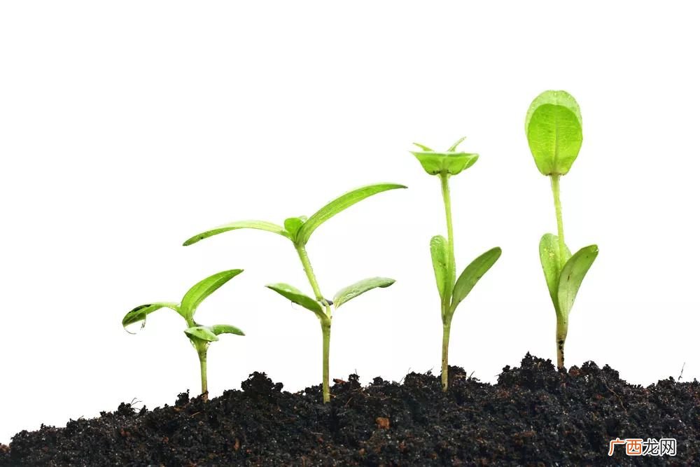 植物的生长过程,植物生长过程30字小段落？