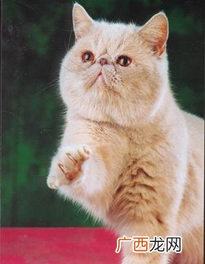 什么猫最可爱,什么猫比较可爱？