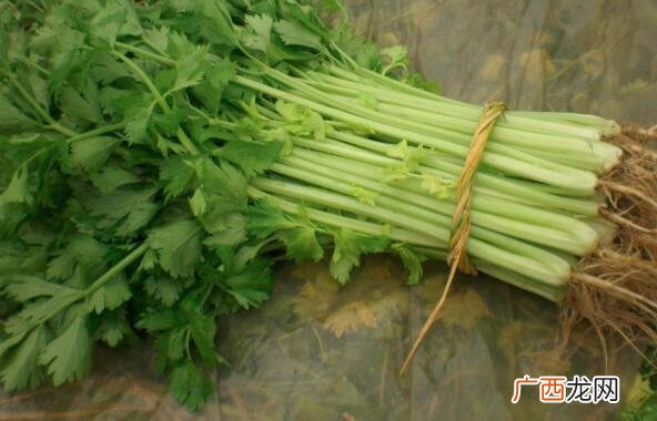 芹菜和香芹的吃法区别,香芹还可以去除肝火保护我们的肝脏 芹菜和香芹的区别