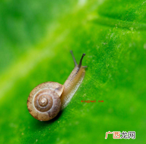 简略回应蜗牛是全世界牙齿较多的动物,有26000多个牙齿,牙 牙齿最多的动物是哪个动物