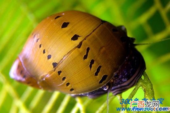 神秘螺的养殖,为什么我家的神秘螺壳不光滑？