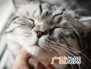 为什么猫不让抱,小猫为什么不让抱？
