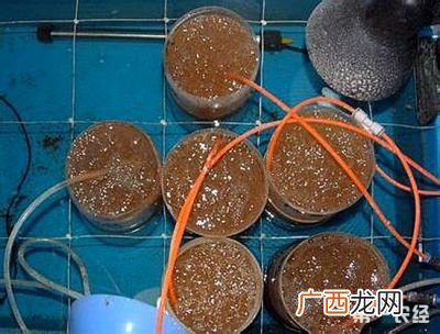 丰年虾怎么孵化,丰年虾从冰箱拿出来多久可以孵化？