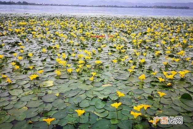 金莲菜花开时在阳光下泛光如金 荇菜又被成为金莲还是金荷？